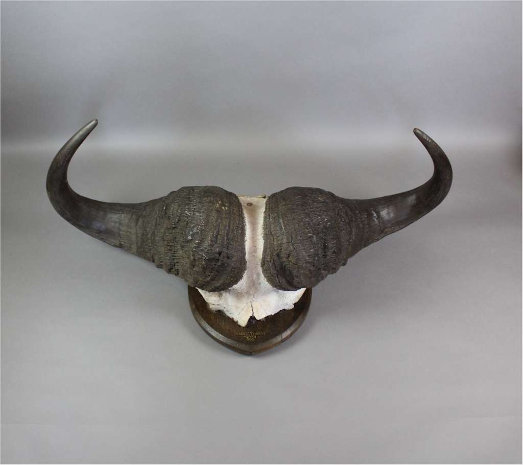 Taxidermy Water Buffalo horns mounted on shield dated 1933 Latest