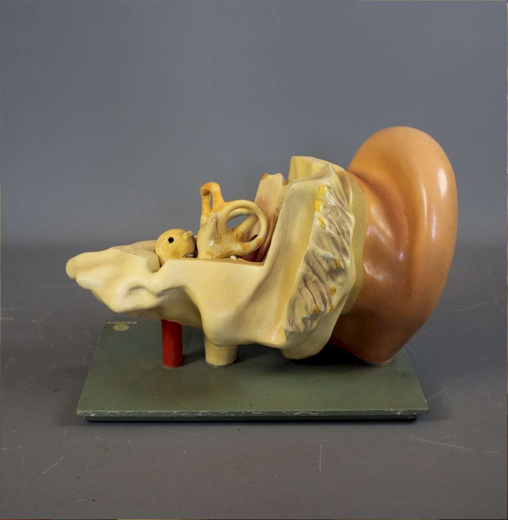 Anatomical model of the human ear