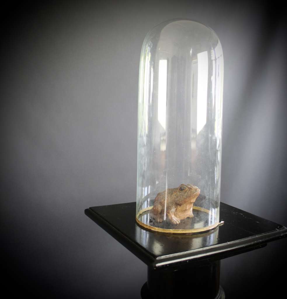 Victorian glass dome for display