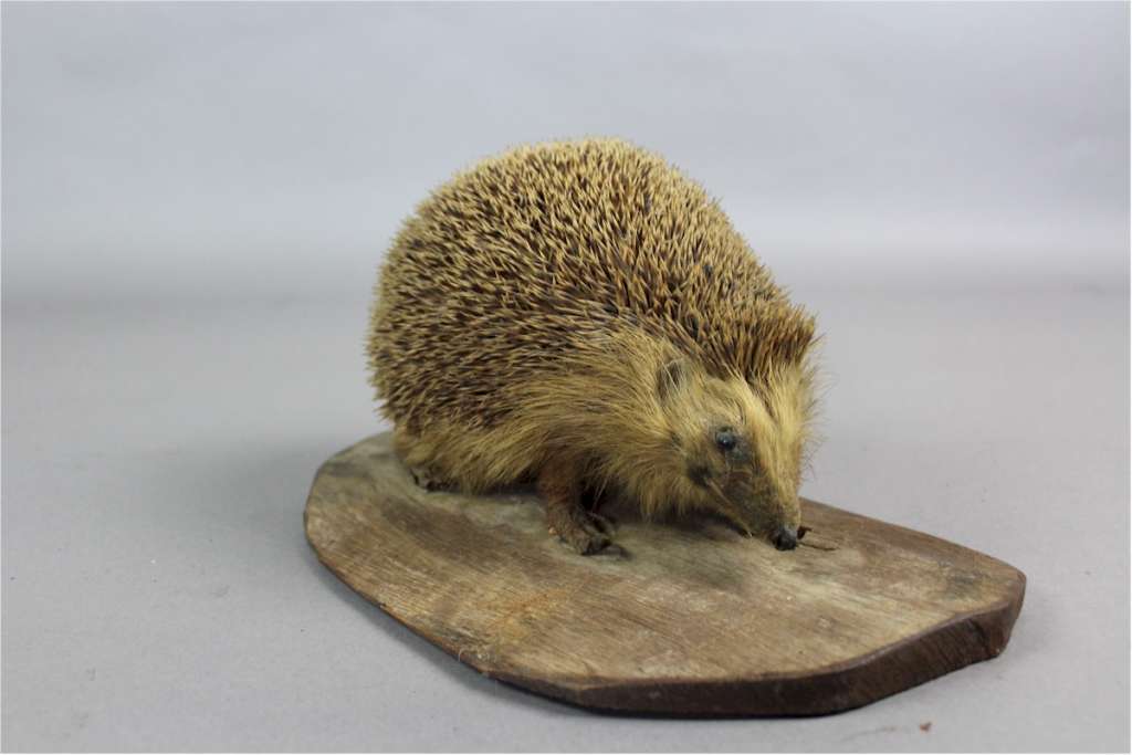 Taxidermy hedgehog on wooden plinth