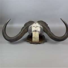 Water Buffalo horns mounted on shield dated 1933