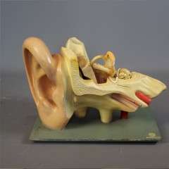 Anatomical model of the human ear