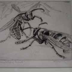 Signed etching by Marjorie Sherlock. Hornets.